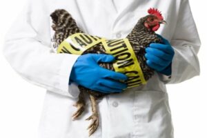 Ολλανδία: Περίπου 216.000 πτηνά θα θανατωθούν λόγω γρίπης των πτηνών