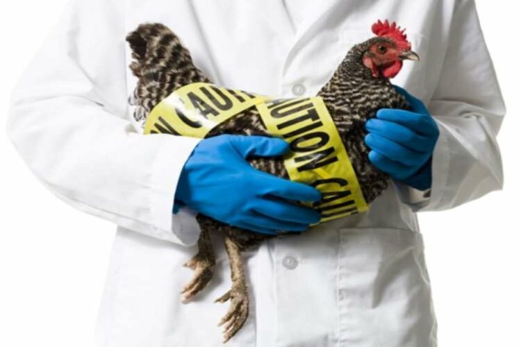 Ολλανδία: Περίπου 216.000 πτηνά θα θανατωθούν λόγω γρίπης των πτηνών