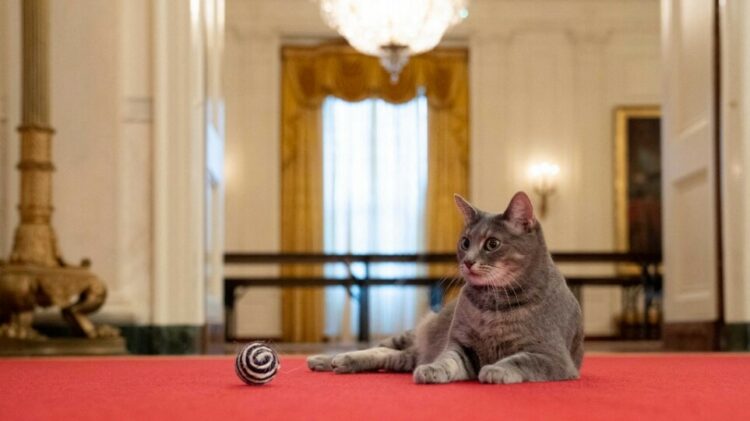 Η Πρώτη Γάτα των ΗΠΑ: Το ζεύγος Μπάιντεν υποδέχθηκε την Ουίλοου στον Λευκό Οίκο
