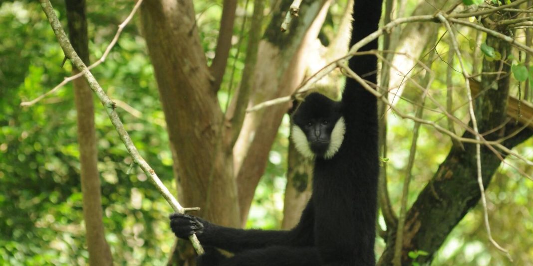 WWF: Πάνω από 220 νέα είδη φυτών και ζώων ανακαλύφθηκαν στο Μεκόνγκ