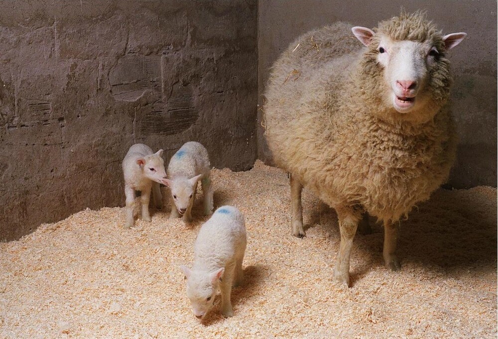 Ντόλι: Τι απέγινε το διασημότερο πρόβατο στην ιστορία
