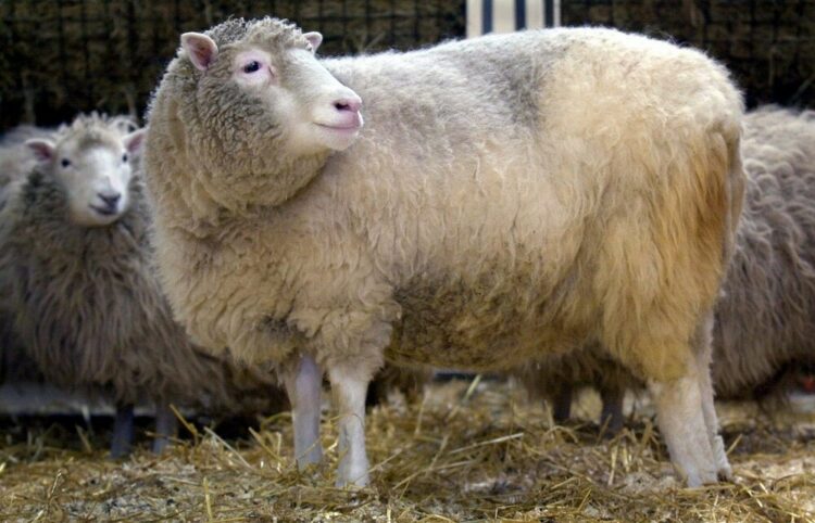 Ντόλι: Τι απέγινε το διασημότερο πρόβατο στην ιστορία
