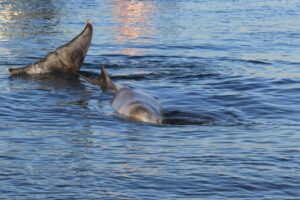 Θα αποτεφρωθεί η «φάλαινα του Αλίμου» - Τι έδειξε η νεκροψία