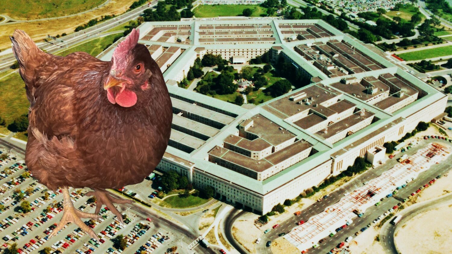 ΗΠΑ: Κατάσκοπος ή απλό μπέρδεμα; Μια κότα πιάστηκε καθώς επιχείρησε να μπει στο Πεντάγωνο