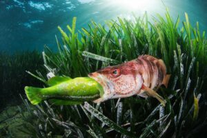 «Underwater Photographer of the Year»: Μαγικές υποβρύχιες φωτογραφίες