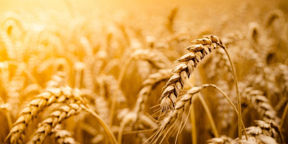 Ρωσία: Απαγόρευσε τις εξαγωγές ζάχαρης και σιτηρών - Φόβοι για διατροφική κρίση