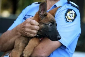 Τμήμα Προστασίας Ζώων ιδρύει η Ελληνική Αστυνομία