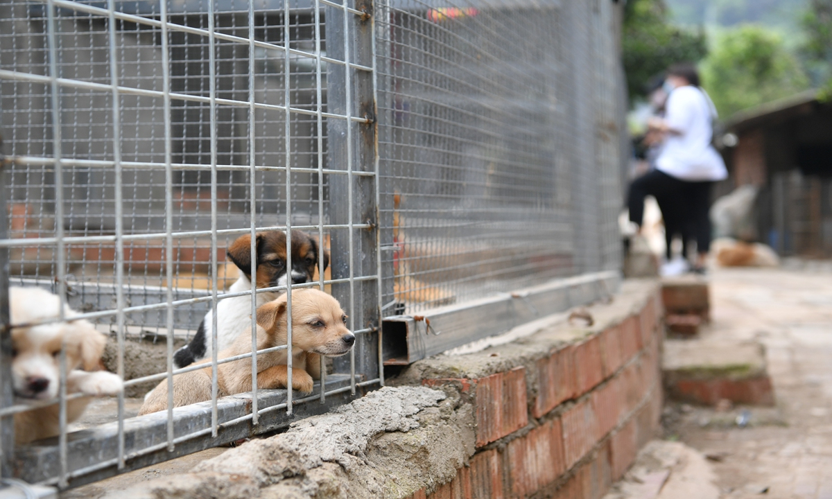 Κίνα: Εθελοντές κινητοποιούνται για να σώσουν τα ζώα συντροφιάς στη Σαγκάη