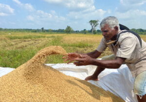 Sri Lanka: Θέλησε να στραφεί 100% στην οργανική καλλιέργεια και καταστράφηκε