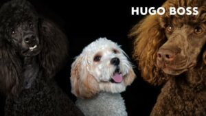 Hugo Boss: Λανσάρει νέα σειρά ρούχων αποκλειστικά για σκύλους