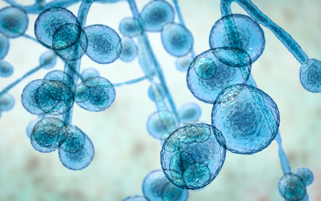 Candida auris:
