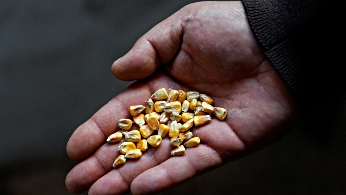 Ουκρανία, σιτάρι, επισιτιστική κρίση