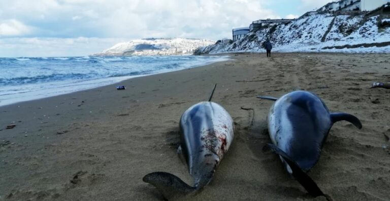 Μαύρη Θάλασσα: Χιλιάδες δελφίνια ξεβράζονται νεκρά στις ακτές