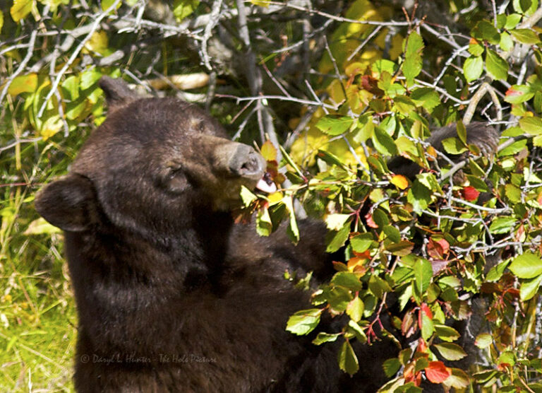 Viral η αρκούδα που κάνει «μονόζυγο» για να φάει κεράσια στην Καστοριά