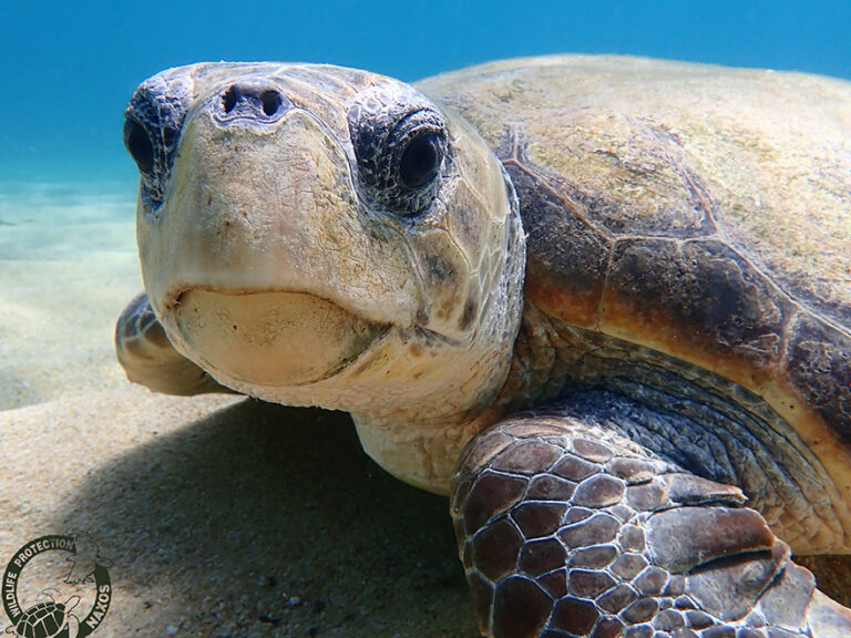Μάριος της Νάξου: Η ιστορία της χελώνας που καταβροχθίζει μέδουσες