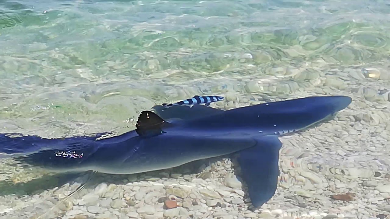 Γαλάζιος Καρχαρίας βγήκε στη στεριά σε παραλία των Επτανήσων