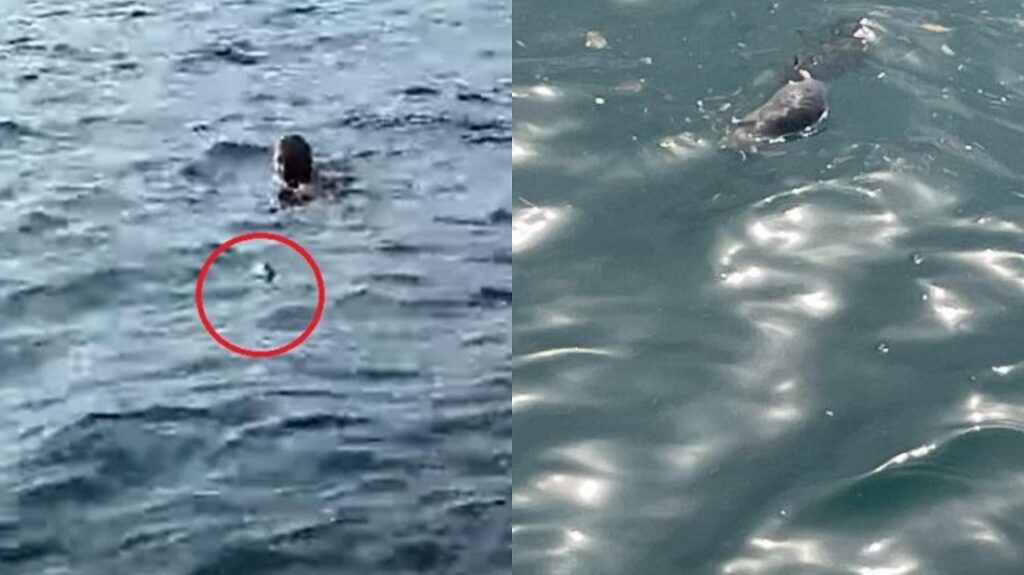 Μπάνιο στον γεμάτο ψόφια ποντίκια Θερμαϊκό απόλαυσε Εσθονός «μερακλής»