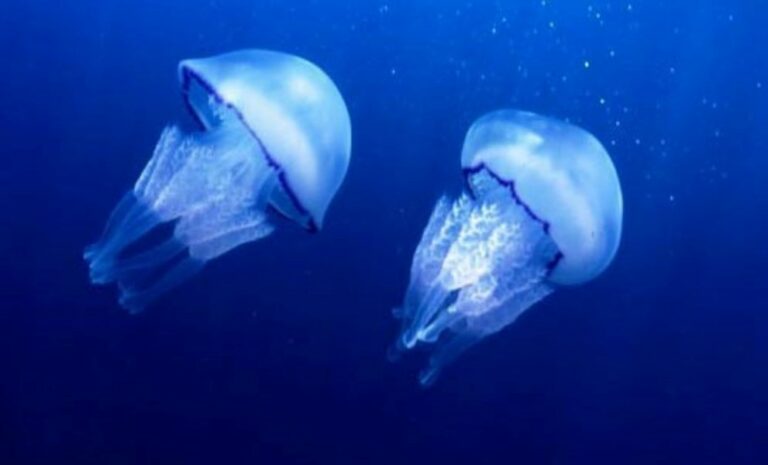 Έρχονται οι γαλάζιες μέδουσες Rhizostoma pulmo στις ελληνικές θάλασσες - Τι πρέπει να κάνουμε αν μας ακουμπήσουν
