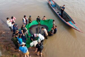 Καμπότζη: Ένα σαλάχι βάρους 300 κιλών πιάστηκε στον ποταμό Μεκόνγκ