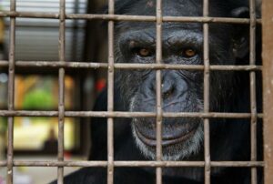 Αττικό Ζωολογικό Πάρκο: Θύελλα αντιδράσεων στο Twitter για το χιμπατζή που σκότωσαν