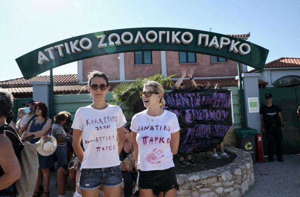 Θανάτωση χιμπατζή: Ελεγκτές στο Αττικό Πάρκο - Οργισμένες αντιδράσεις από τον κόσμο