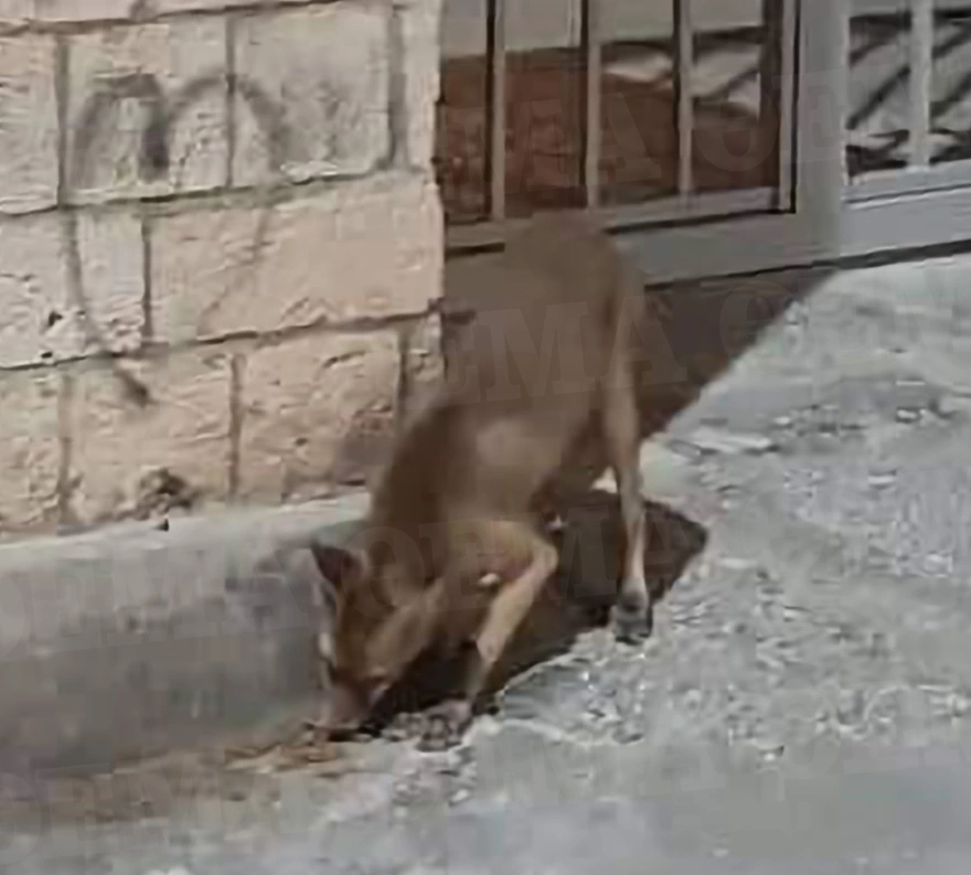 Αλεπού κάνει βόλτες στο κέντρο...της Αθήνας - Δείτε βίντεο και φωτογραφίες
