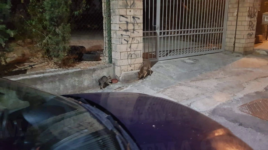 Αλεπού κάνει βόλτες στο κέντρο...της Αθήνας - Δείτε βίντεο και φωτογραφίες