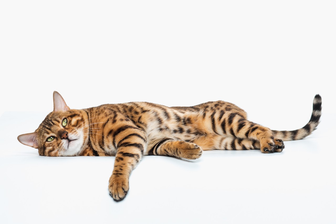 Βρέθηκε η πρώτη περίπτωση γάτας που μόλυνε άνθρωπο με κορωνοϊό