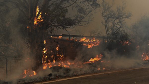 Ανεξέλεγκτη η φωτιά, καίει τον Ελαιώνα