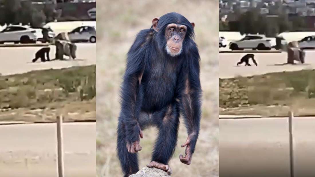 Αττικό Πάρκο, μετά τη θανάτωση του χιμπατζή