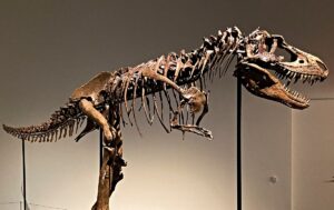 Οίκος Sotheby's, δημοπράτηση απολιθωμάτων δεινοσαύρου 76 εκατομμυρίων ετών.