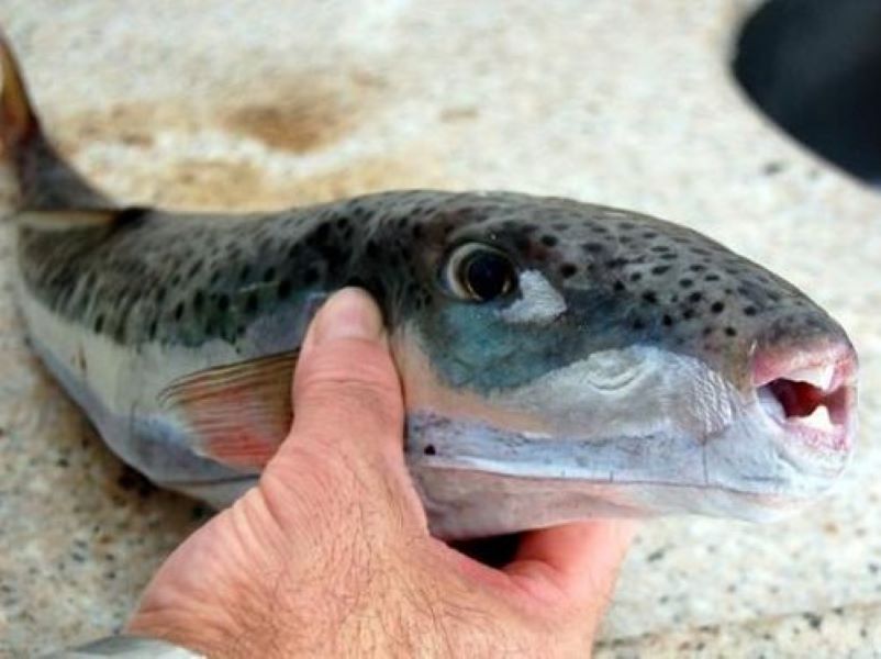 Λαγοκέφαλοι: Πόσο επικίνδυνα είναι τα ψάρια που γέμισαν τις ελληνικές θάλασσες - Στην Κάλυμνο οι ψαράδες τα επικύρηξαν