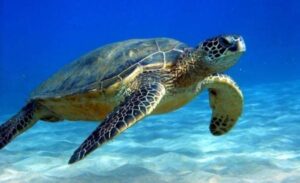 Ιαπωνία: 30 νεκρές θαλάσσιες χελώνες