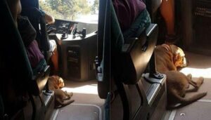 Οδηγός KTΕΛ παίρνει μαζί του αδέσποτο σκύλο για να μην υποφέρει από τον καύσωνα