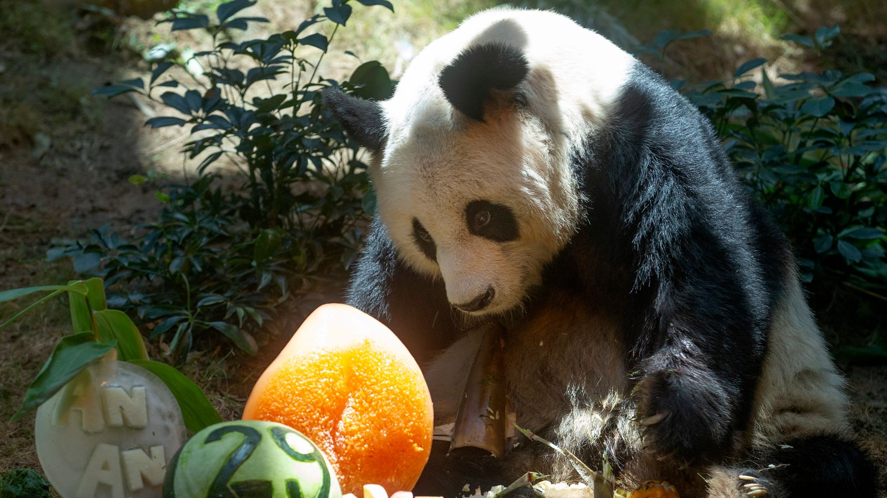 Κίνα: Σπάνια επίθεση από πάντα σε υπάλληλο ζωολογικού κήπου