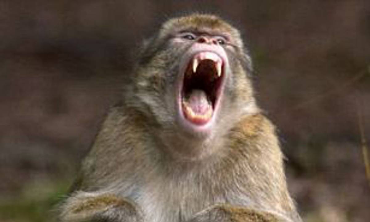 Ιαπωνία: Μαϊμού επιτέθηκε και τραυμάτισε 42 ανθρώπους