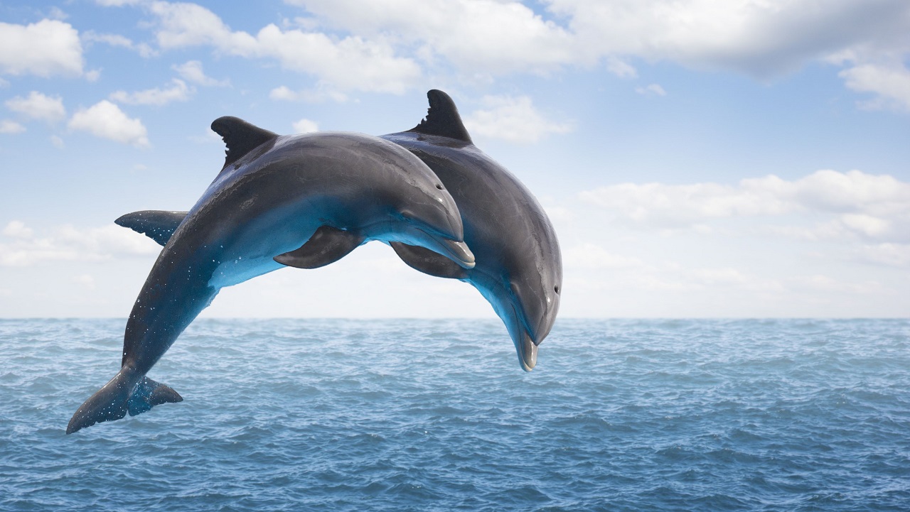 Μεγάλο κοπάδι δελφινιών στα ανοικτά της Φθιώτιδας