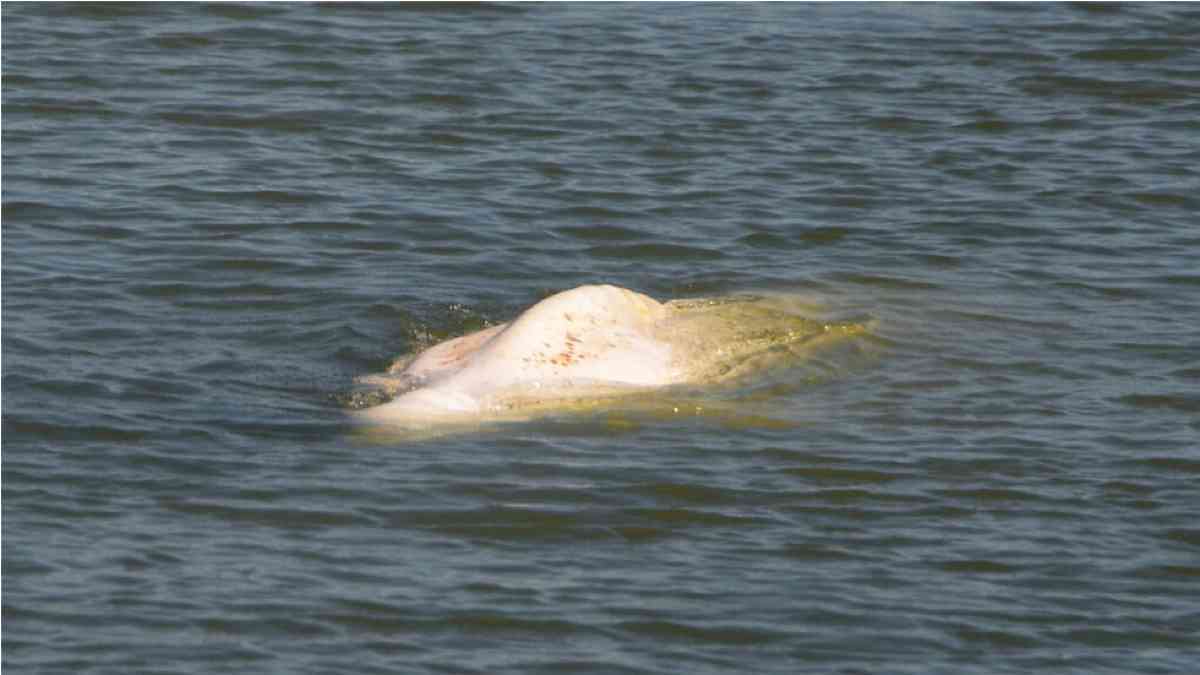 Γαλλία: Έβγαλαν από τα νερά του Σηκουάνα την παγιδευμένη φάλαινα Μπελούγκα