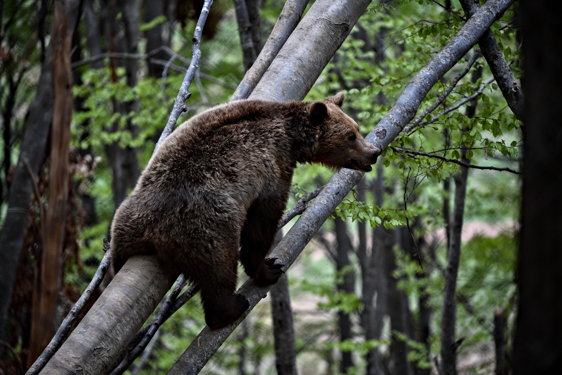 Το Υπουργείο Περιβάλλοντος διερευνά τα περιστατικά θανάτωσης των τριών αρκούδων στη Φλώρινα