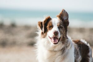 Έρευνα: Τα μάτια των σκύλων γεμίζουν δάκρυα χαράς όταν βλέπουν τους ιδιοκτήτες τους
