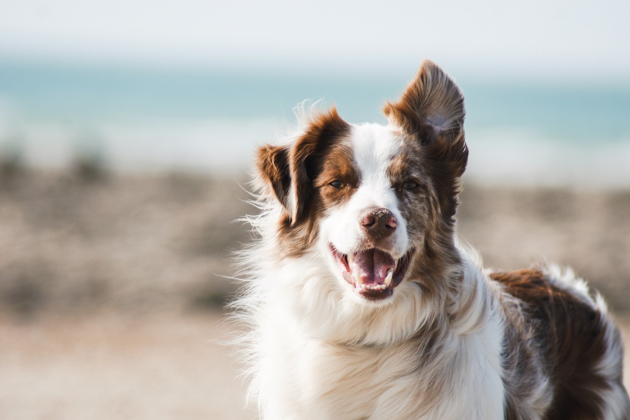 Έρευνα: Τα μάτια των σκύλων γεμίζουν δάκρυα χαράς όταν βλέπουν τους ιδιοκτήτες τους