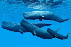Γιγάντια φάλαινα εντοπίστηκε στο Αιγαίο: Φτάνει σε μήκος τα 18 μέτρα και σε βάρος του 57 τόνους