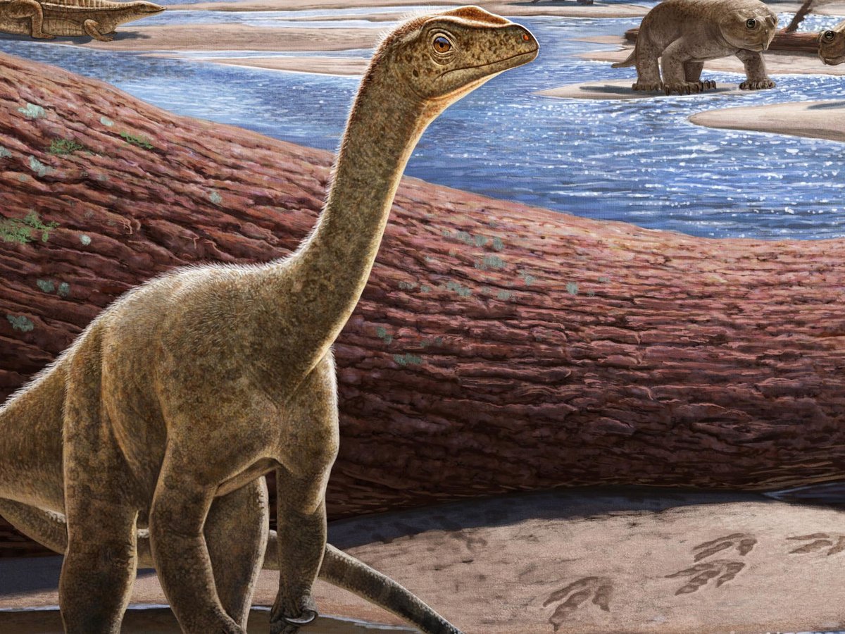Ανακαλύφθηκε ο Mbiresaurus, ο αρχαιότερος δεινόσαυρος της Αφρικής