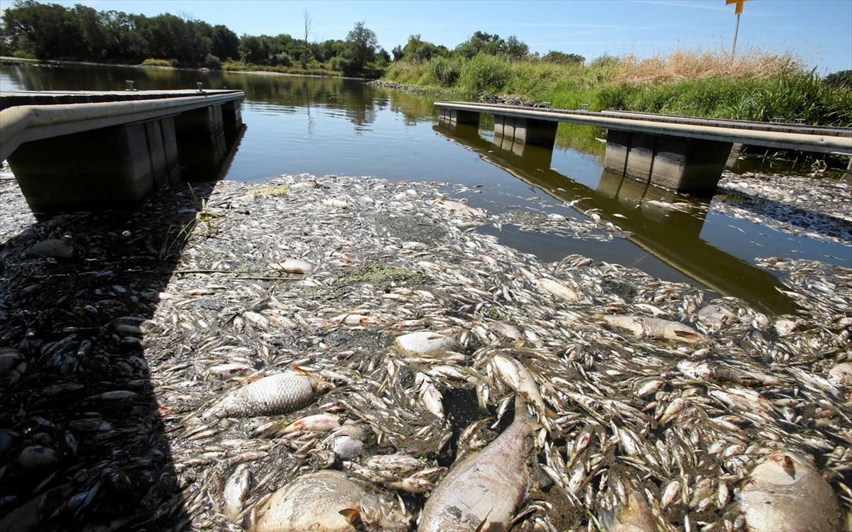 Πολωνία: Τους 100 τόνους φτάνουν τα νεκρά ψάρια στον ποταμό Όντερ - Άγνωστα τα αίτια της οικολογικής καταστροφής