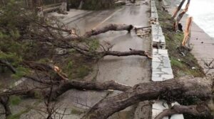 Τραγωδία στις Σέρρες: Δέντρο καταπλάκωσε 69χρονο στην αυλή του - Συγκλονίζει η μαρτυρία του αδερφού του