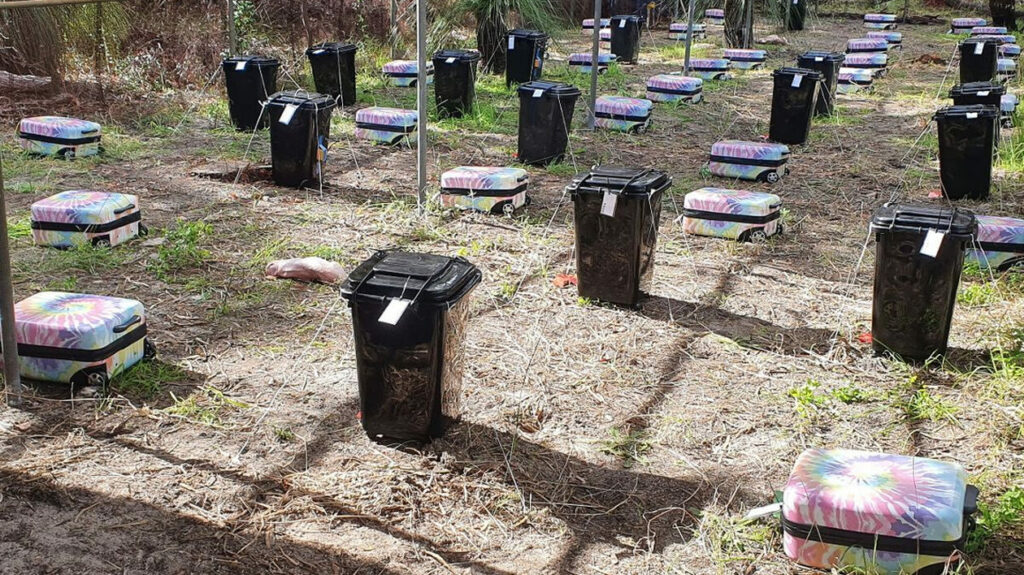 Ένα μεγάλο πείραμα με πτώματα σε βαλίτσες γίνεται στην Αυστραλία