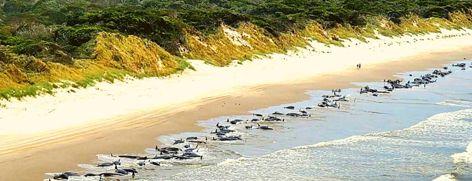 Αυστραλία: 200 φάλαινες εξώκειλαν και βρήκαν τραγικό τέλος σε ακτή