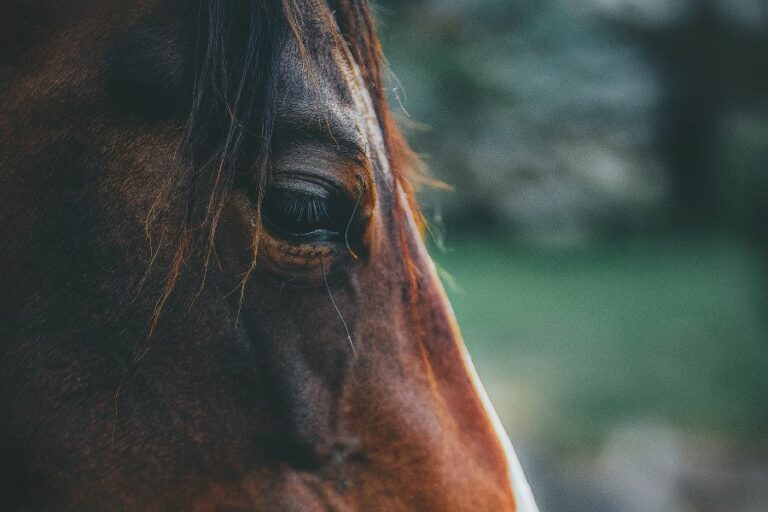 Νέο επεισόδιο κακοποίησης ζώου: Έδεσε άλογο με σχοινί πίσω από αγροτικό στην Μύκονο