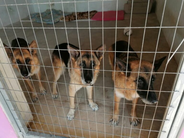 Σταύρος Ξαρχάκος: Σε καταφύγιο ζώων τα σκυλιά του, αντιδράσεις στα social media - Τι λέει η σύζυγός του