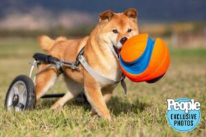World's Cutest Rescue Dog Contest 2022